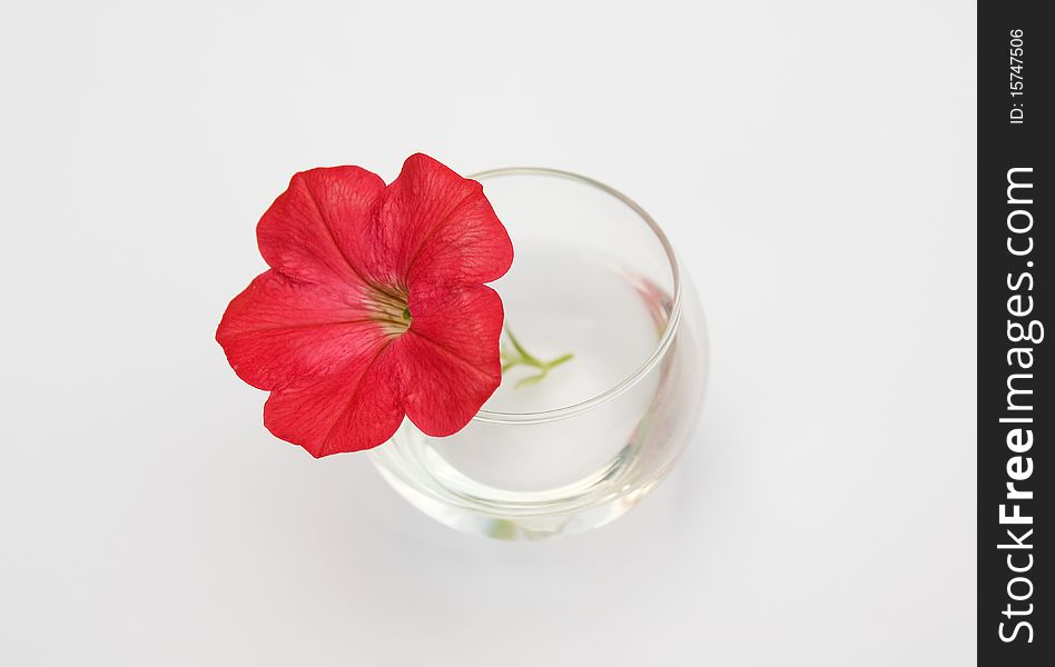 Single red flower in a miniature glass bowl, abstract macro composition isolated on white. Single red flower in a miniature glass bowl, abstract macro composition isolated on white