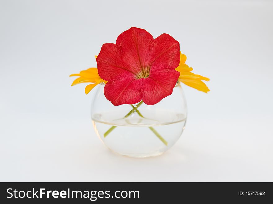 Single yellow and red flowers in a miniature glass bowl, abstract macro composition isolated on white. Single yellow and red flowers in a miniature glass bowl, abstract macro composition isolated on white