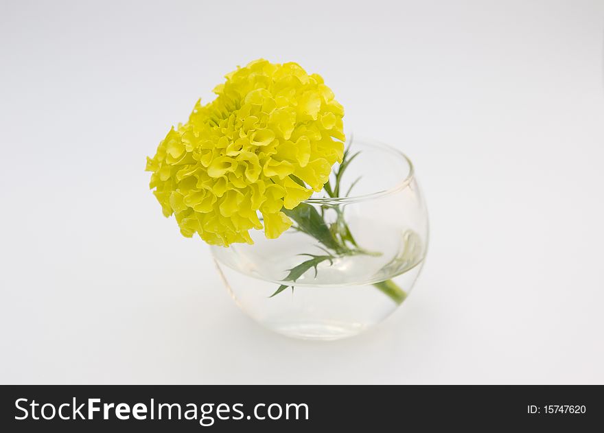 Single yellow flower in a miniature glass bowl, abstract macro composition isolated on white. Single yellow flower in a miniature glass bowl, abstract macro composition isolated on white