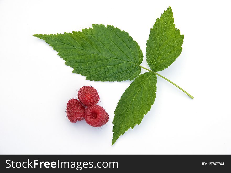 Organic raspberry leaf and berries , macro composition isolated on white. Organic raspberry leaf and berries , macro composition isolated on white