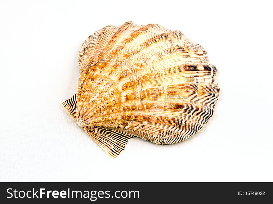 A orange white and brown seashell with no dents or chips isolated on a clean white background. A orange white and brown seashell with no dents or chips isolated on a clean white background