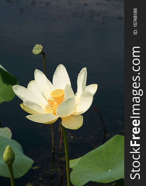 American lotus with seed pod