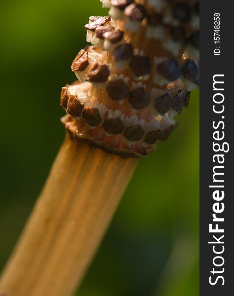 The brown field horsetail macro