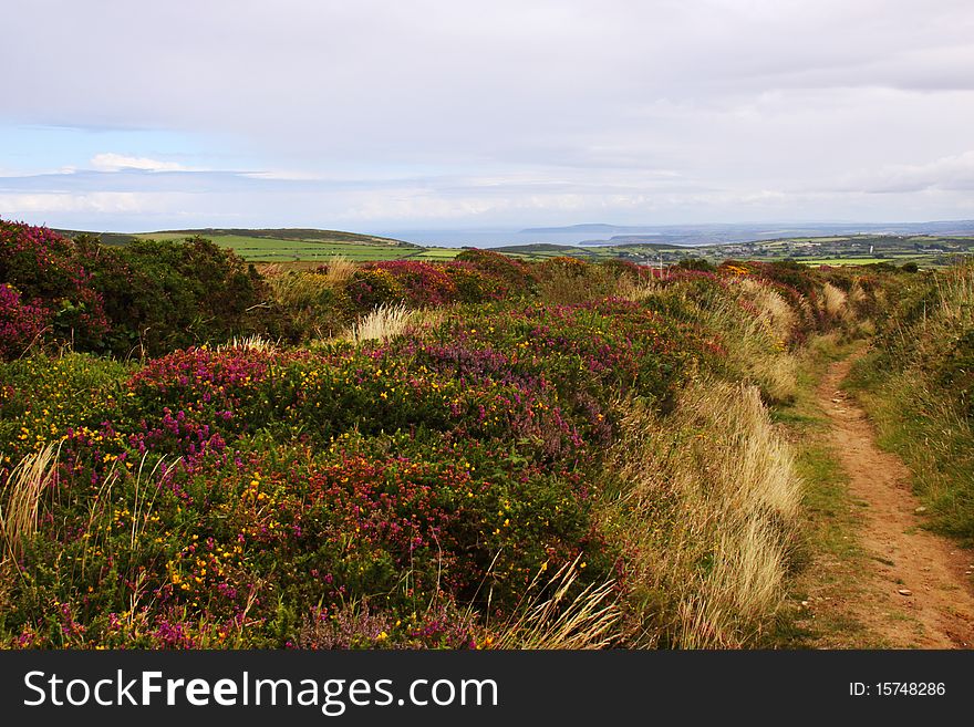 Wild flowers of the Cornish countryside. Wild flowers of the Cornish countryside.