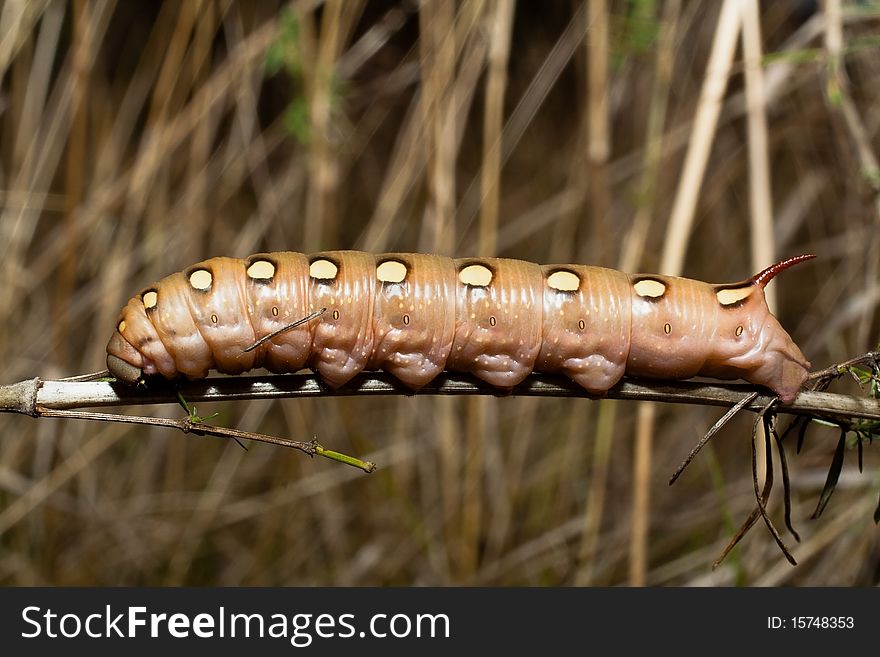 Larva Of A Bedstraw Hawkmoth