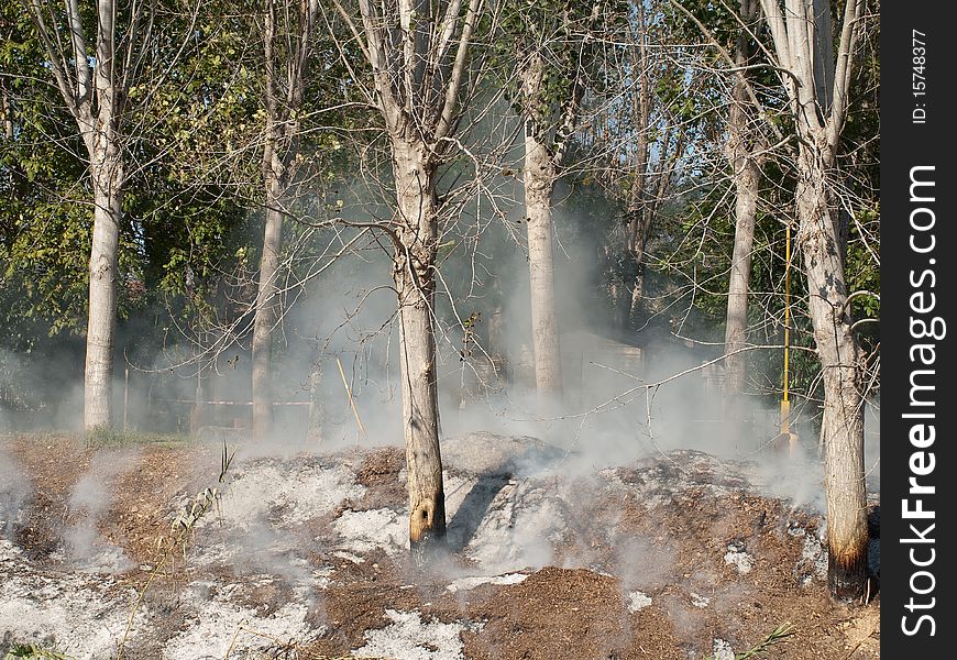 Smoking trees after a fire