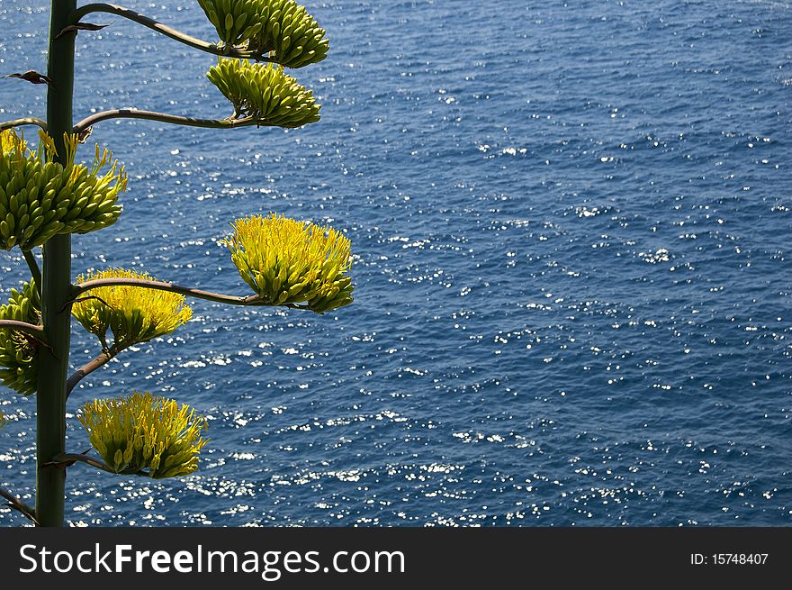 A big yellow flower with sea on background. A big yellow flower with sea on background