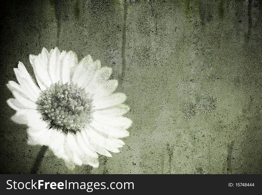 A white daisy in a grunge sky. A white daisy in a grunge sky