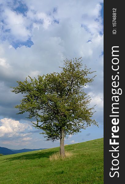 Single tree on a meadow