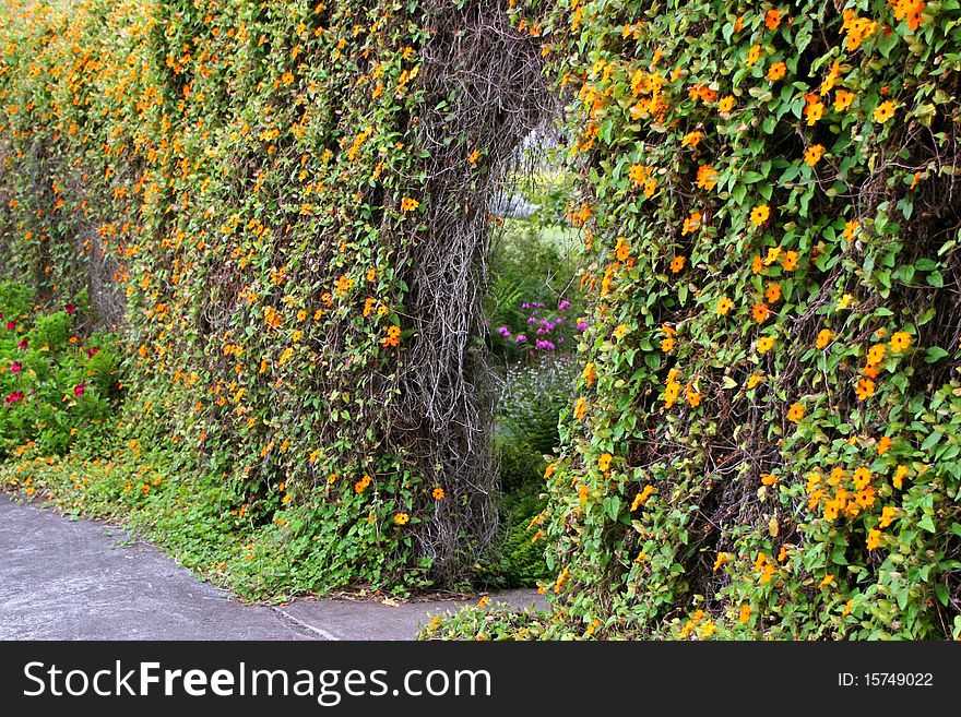 Arbor Hedge with beautiful Flowers Maui Hawaii