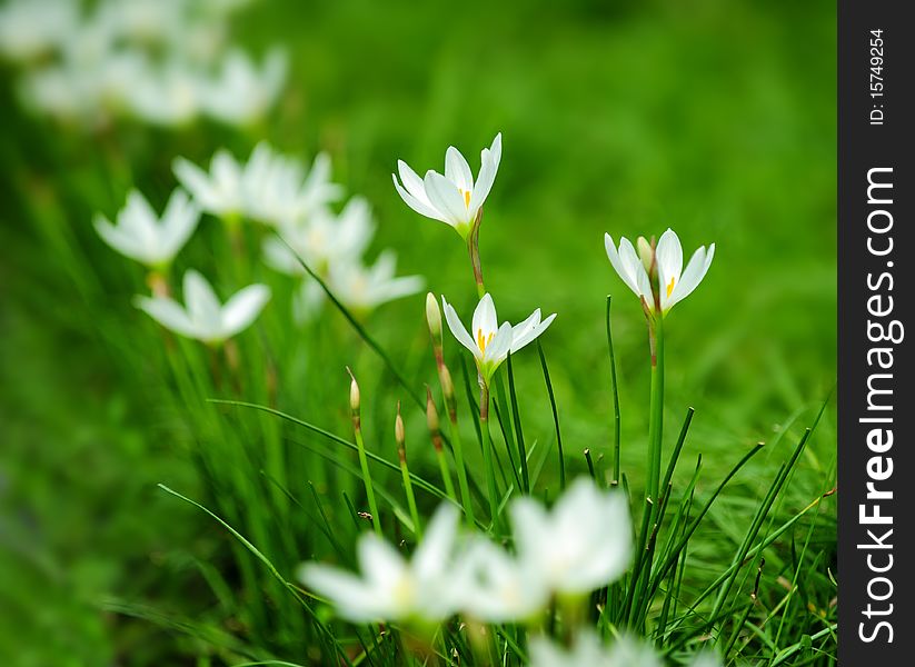 White Flowers On Lawn