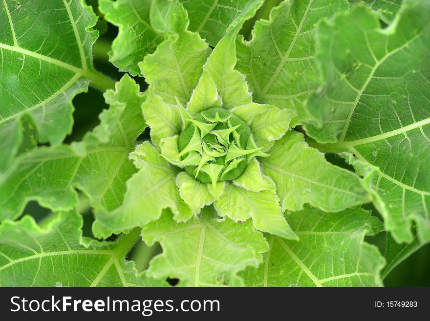 Cabbage Leaf Background