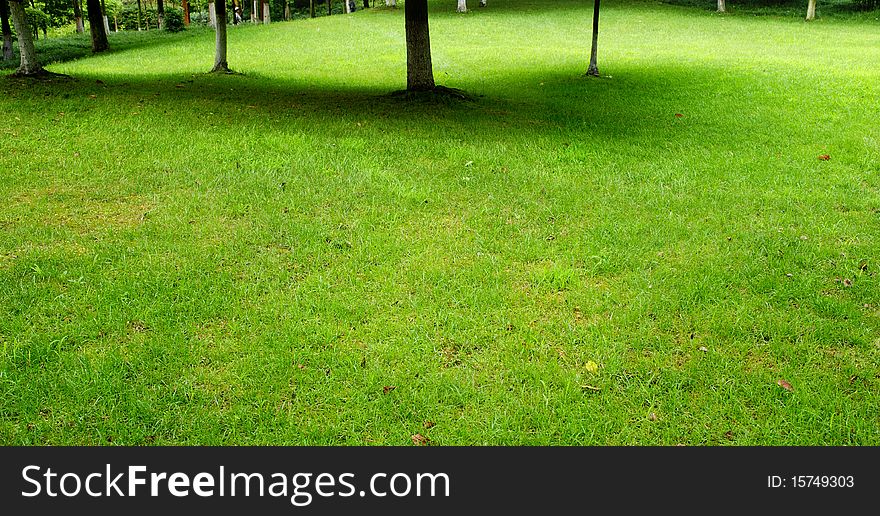 Tree and lawn in a park