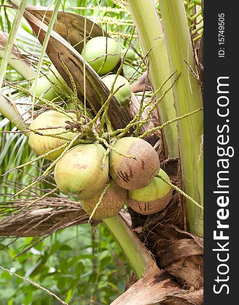 Thai coconut in the garden