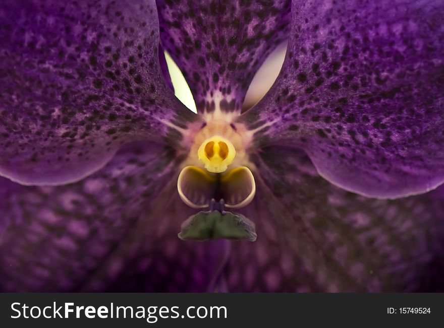 Beautiful purple orchid