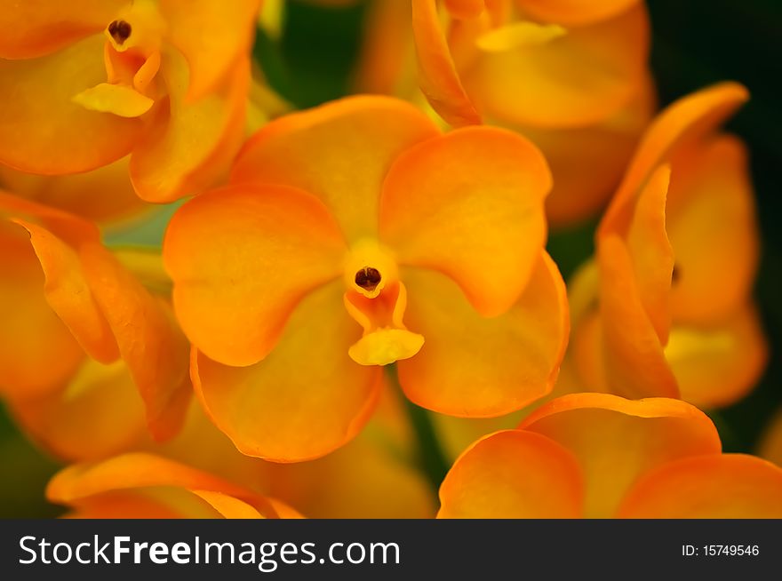 Orange Orchid