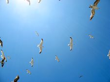 Flock Of Gulls In Essaouira Royalty Free Stock Image Flock Of Gulls In Essaouira Royalty Free Stock Image