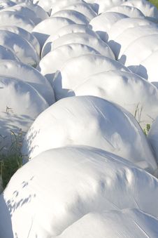 Hay Or Straw Balls In White Plastic Cover In Farm Stock Image Hay Or Straw Balls In White Plastic Cover In Farm Stock Image