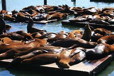 Sea Lions At Pier 39, San Francisco Stock Image
