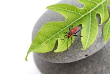Insect On Leaf Stock Images Insect On Leaf Stock Images