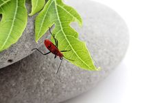 Insect On Leaf Stock Images Insect On Leaf Stock Images
