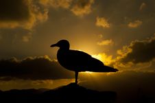 Gull In The Sunset Royalty Free Stock Photos