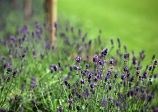 Lavender Stock Image Lavender Stock Image