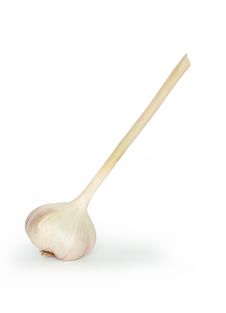 A Head Of Garlic Royalty Free Stock Image A Head Of Garlic Royalty Free Stock Image