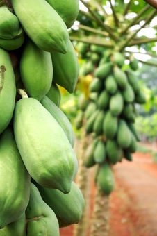 Papaya Tree Royalty Free Stock Photo Papaya Tree Royalty Free Stock Photo