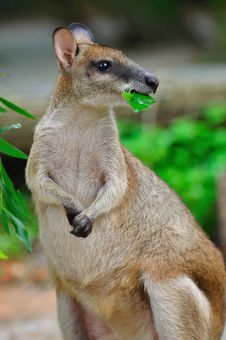 Red Kangaroo Enjoying Its Food Stock Image