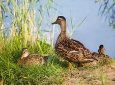 Mallard Ducks Stock Photography