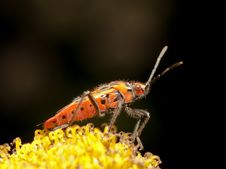 Red Bug Corizus Hyoscyami Stock Photo