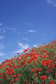 Poppies And Sky Royalty Free Stock Photos Poppies And Sky Royalty Free Stock Photos