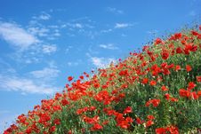 Poppies And Sky Stock Photo Poppies And Sky Stock Photo