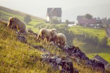 Sheep Royalty Free Stock Images