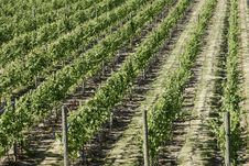 Vineyard Grapes Vines Royalty Free Stock Image
