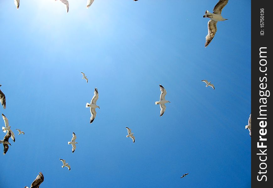 Flock of gulls in Essaouira