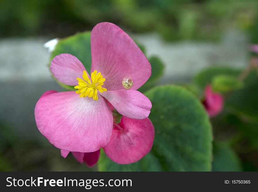 Snail On Flower