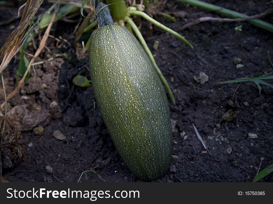 Close up photography of gourd in the garden