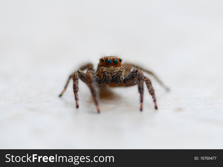 This spider is a member of the jumping spiders family. This spider doesn't build webs, it jumps and attracts its pray