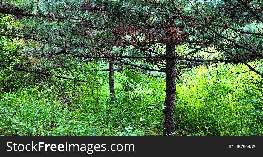Nature green pine in season