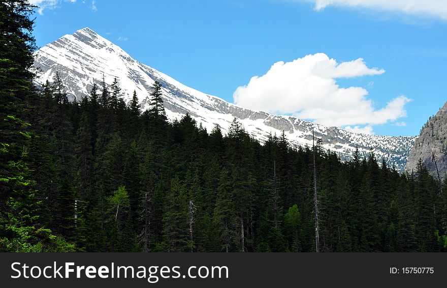 Snow-clad mountains and pine trees. Glacier National Park, Montana