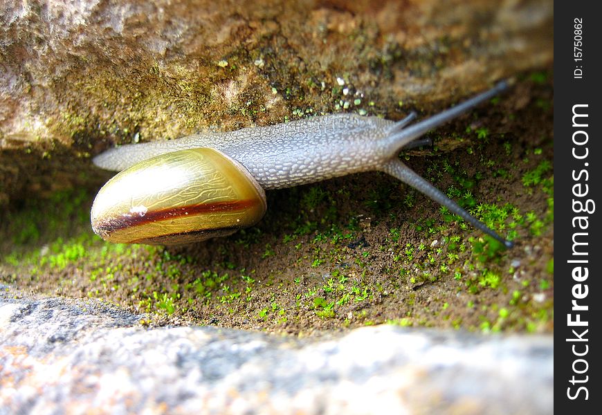 A snail crawling up the side of a rock in Machu Picchu, Peru.