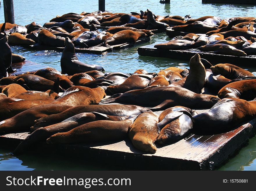 Big group of sea lions sleeping in wooden platforms at Pier 39, Fisherman Wharf, San Francisco. California. Big group of sea lions sleeping in wooden platforms at Pier 39, Fisherman Wharf, San Francisco. California.