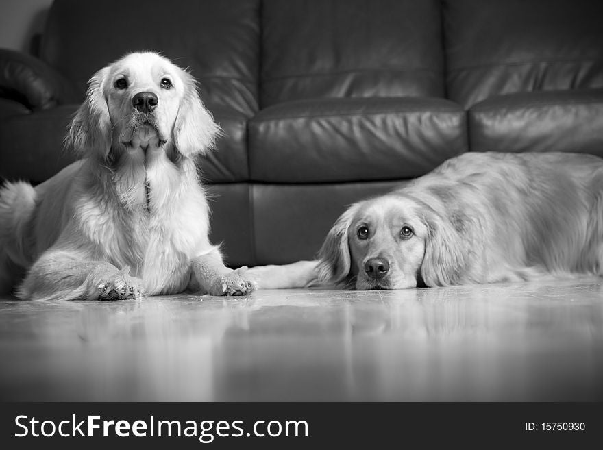 Golden retrievers looking doleful and curious