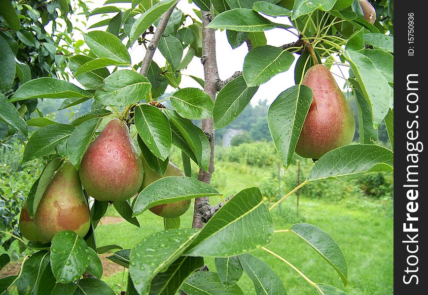 Red pears on the branch. Red pears on the branch