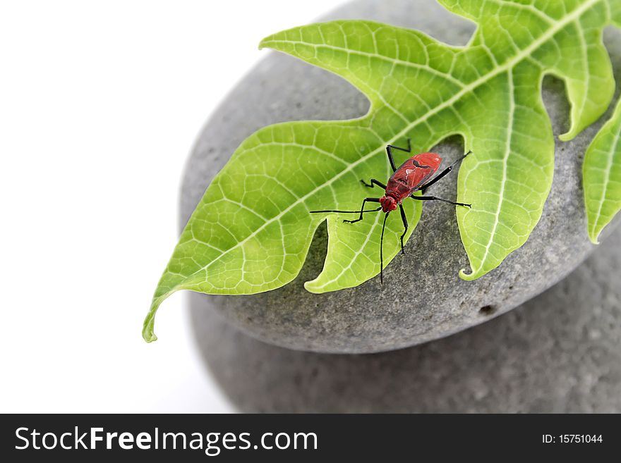 This picture shows a little red insect on a papaya leaf. This picture shows a little red insect on a papaya leaf