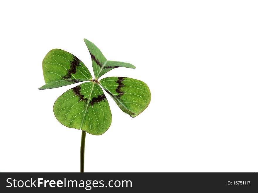 This represents a four-leaf clover in front of white background. This represents a four-leaf clover in front of white background