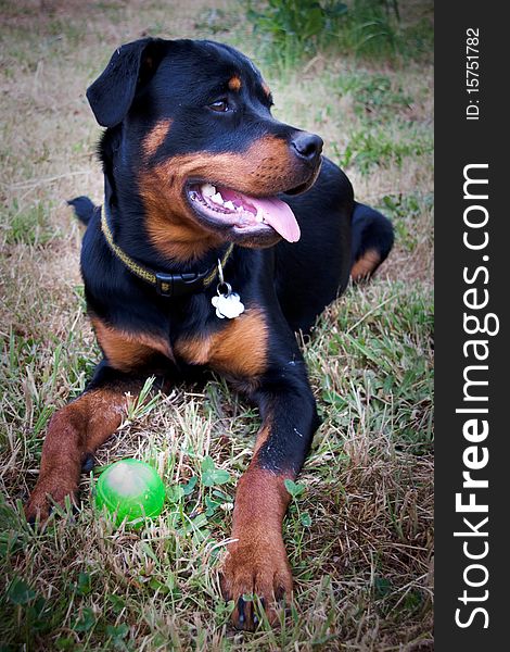 Rottweiler Puppy With Ball
