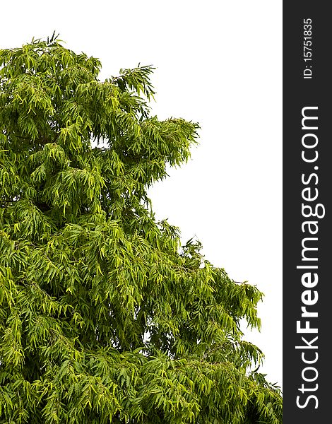 The green leaf tree isolated on white background. The green leaf tree isolated on white background